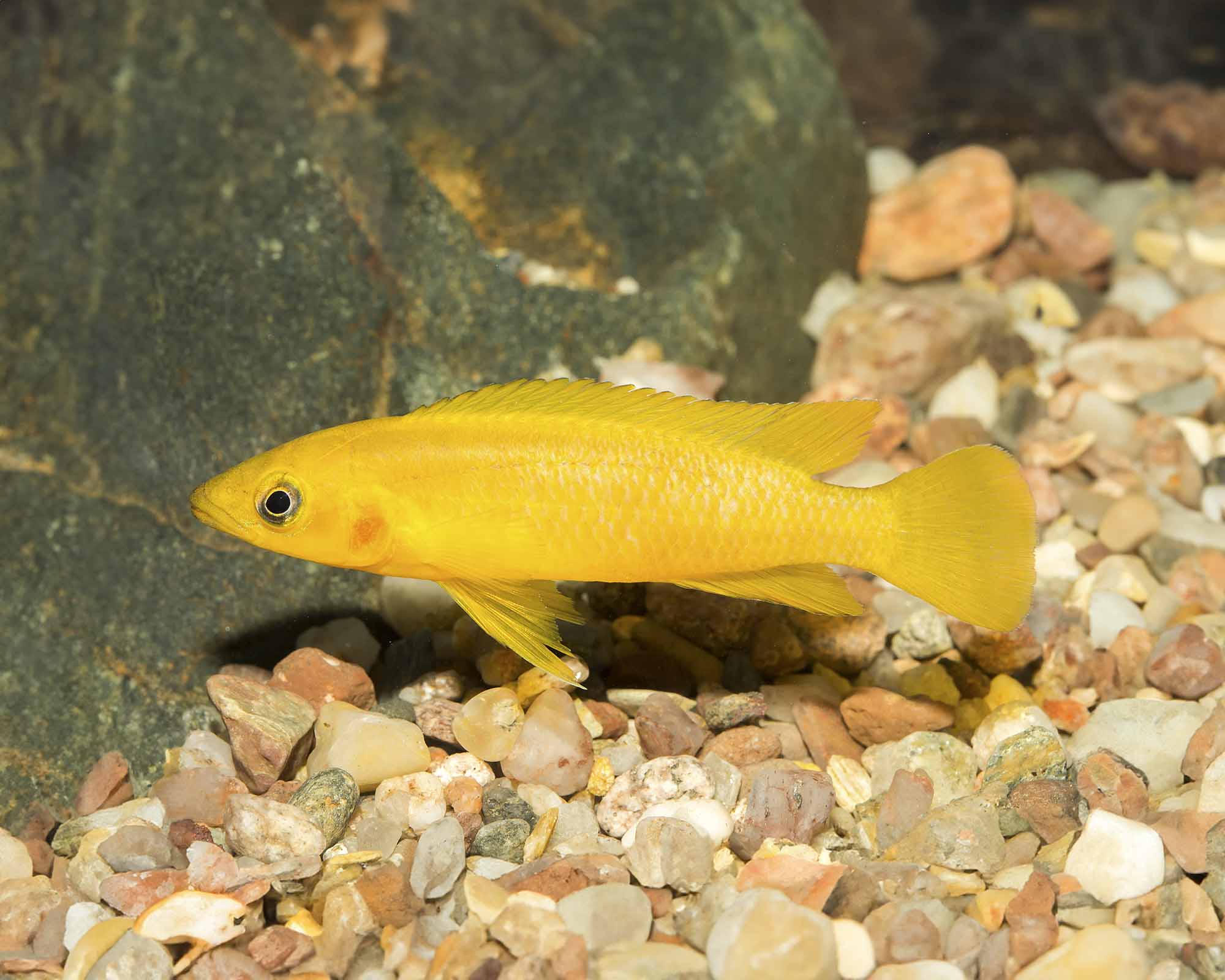 Neolamprologus leleupi (Tanganyika Golden Cichlid)